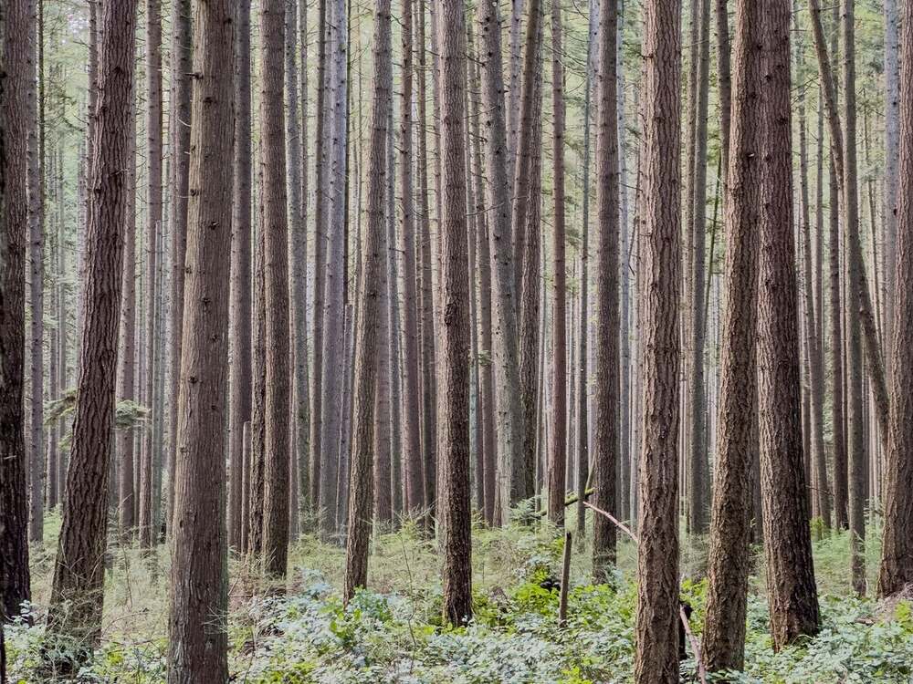 Forêt de Douglas, essence utilisée pour la laine de bois